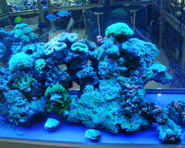 仿真珊瑚石